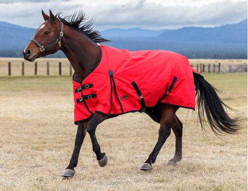Weatherbeeta Comfitec Original Standard Neck Lite - Red/Black