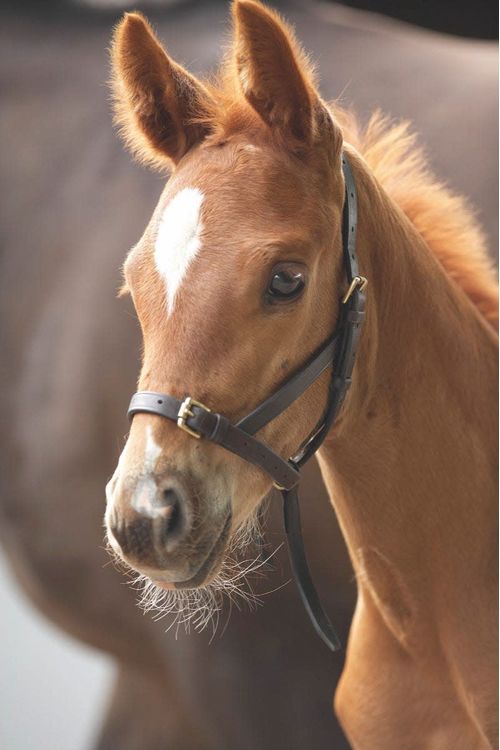 BARGAIN BARN: Blenheim Leather Foal Slip - Foal - Havana