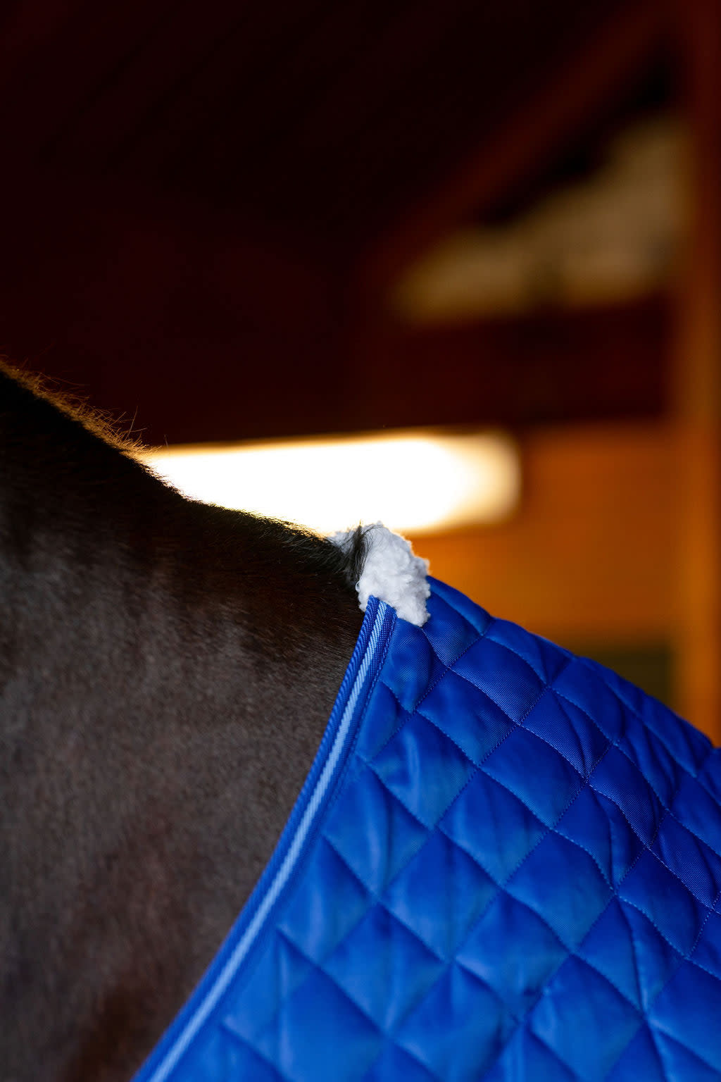 TuffRider Kozy Komfort Two Stable Blanket 420 D 200 - Royal - TuffRider ...
