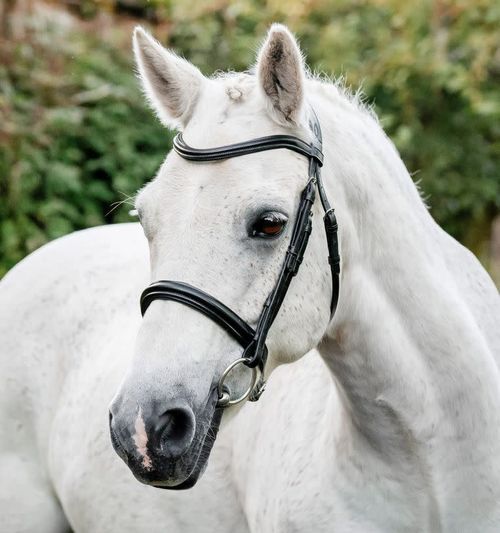 Horseware Pony Cavesson Bridle - Black
