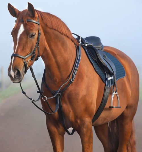 Rambo Micklem Breastplate w/Martingale - Black