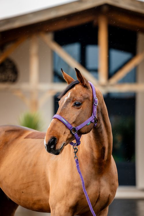BARGAIN BARN: Amigo Headcollar & Leadrope Set - Horse - Winterberry