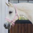 Sweet Pink/Ivory White