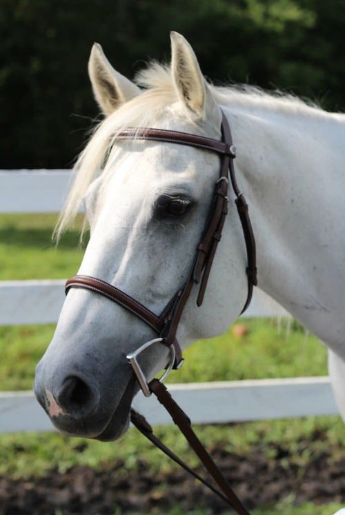 OPENBOX: Henri de Rivel Advantage Plain Raised Snaffle Bridle w/Laced Reins - Pony - Australian Nut