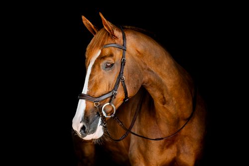 Horseware Micklem Competition Bridle - Dark Havana