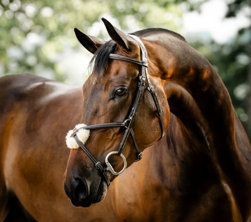 Horseware Figure 8 Grackle Bridle - Brown