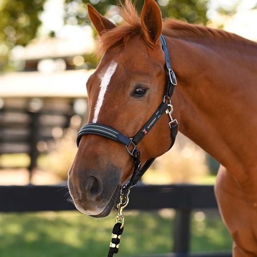 B Vertigo Lennox Leather Web Halter - Green/Deauville Mauve