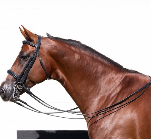 OPENBOX: Equinavia Saga Double Bridle w/ Reins - Horse - Black