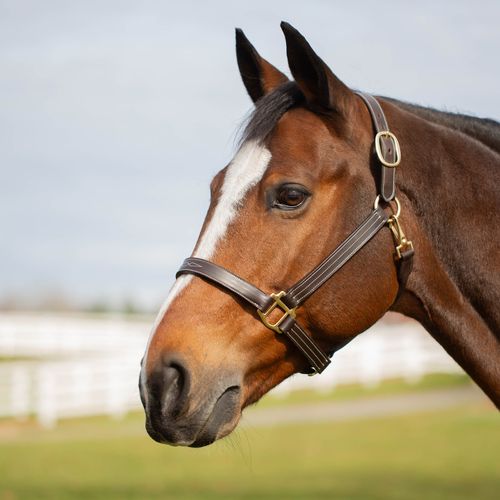 BARGAIN BARN: Equinavia Valkyrie Classic Leather Halter - Horse - Chocolate Brown