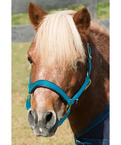 BARGAIN BARN: Shires Mini Topaz Halter - Mini Medium - Blue