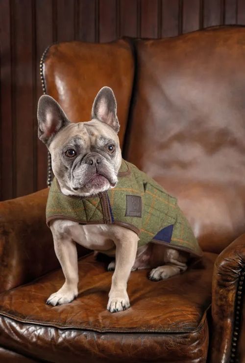 OPENBOX: Digby & Fox Tweed Dog Coat - Medium - Red/Yellow/Blue Check