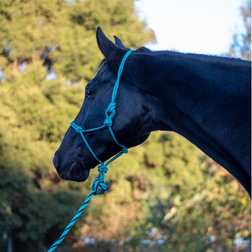 Shires ARMA Rope Halter & Lead Set - Turquoise/Black