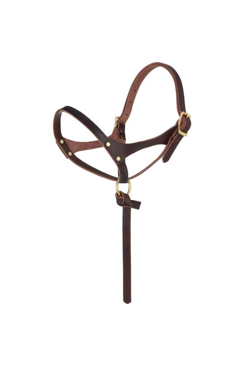 Weaver Figure 8 Foal Halter - Burgundy Latigo Leather