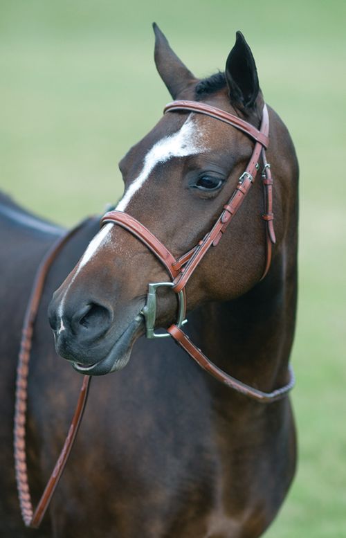 BARGAIN BARN: Pessoa Rodrigo Fancy Wide Show Bridle - Pony - Dark Brown