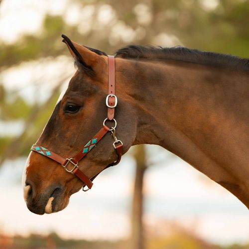 Equinavia Siri Polo Leather Halter - Brown/Blue