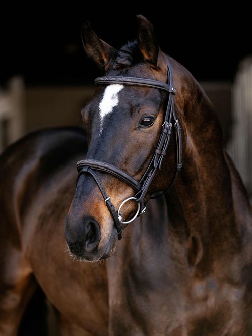 LeMieux Arika Classique Flash Bridle - Brown