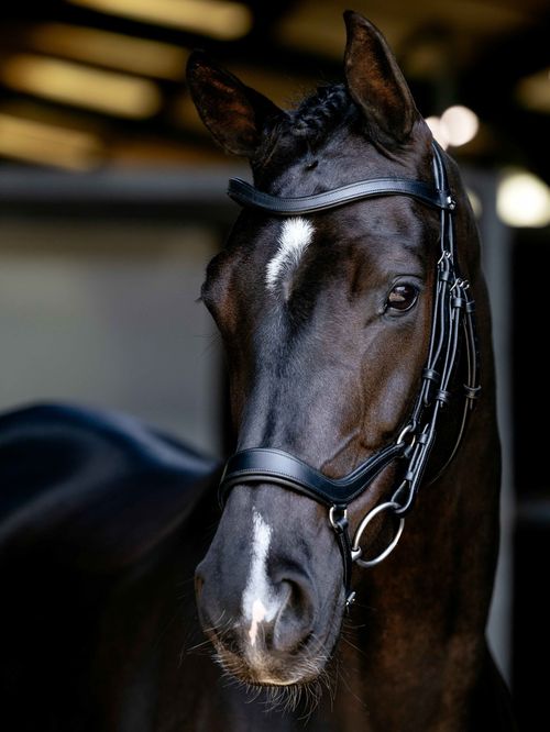 LeMieux Arika Drop Bridle - Black/Silver
