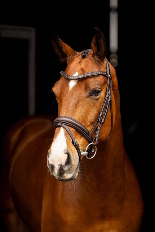 LeMieux Arika Dressage Bridle - Brown/Silver
