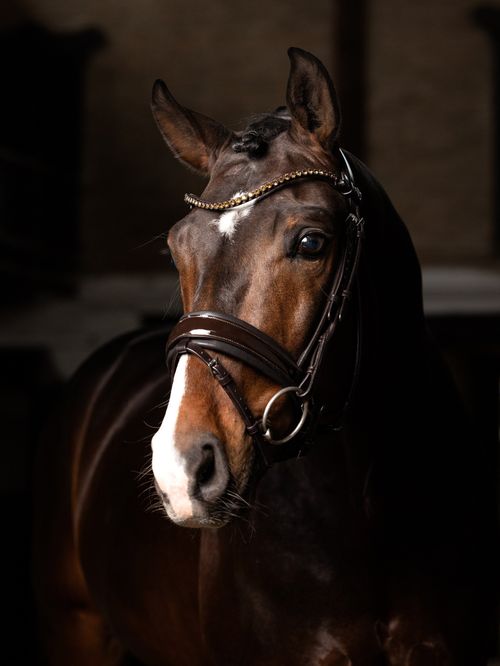 LeMieux Kudos Patent Rolled Dressage Bridle - Brown