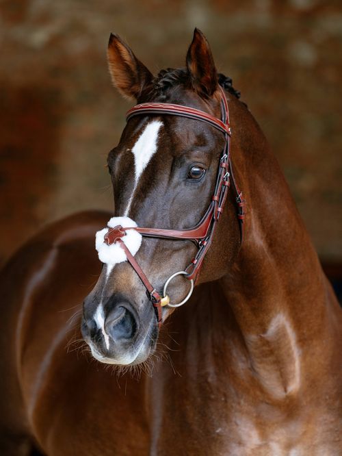 LeMieux Kudos Grackle Bridle - Chestnut