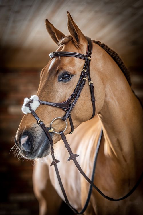 LeMieux Kudos Grackle Bridle - Havana
