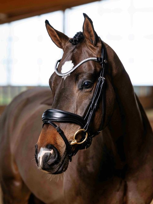 LeMieux Kudos Anatomic Dressage Bridle - Black