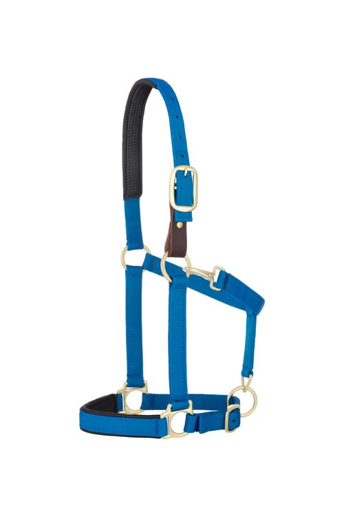BARGAIN BARN: Weaver Padded Breakaway Adjustable Halter - Average Horse - Blue