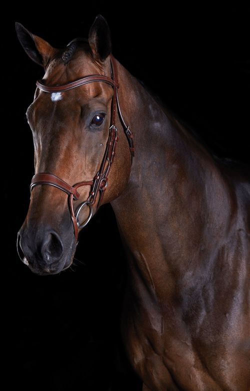 Collegiate Comfitec Training Bridle - Brown