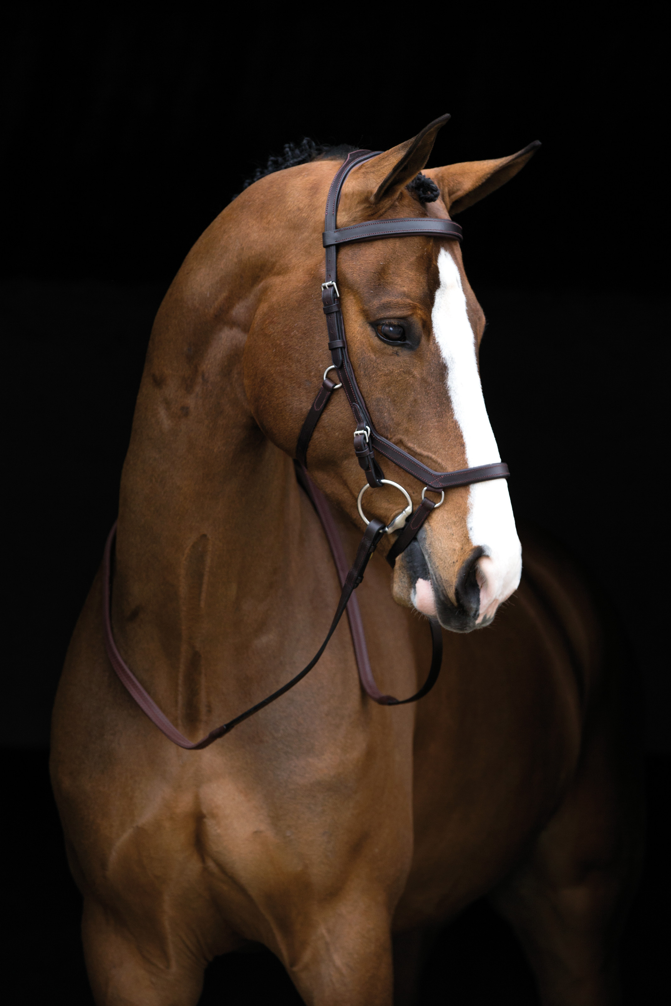 Rambo Micklem Original Competition Bridle - Dark Havana - Rambo-SBAC9D ...