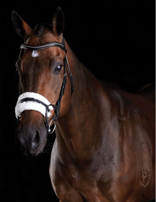 Collegiate Comfitec Sheepskin Bridle - Black