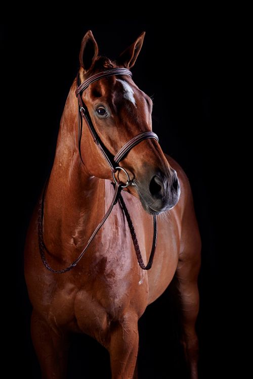 Collegiate Comfort Crown Fancy Stitched Raised Cavesson Bridle - Brown