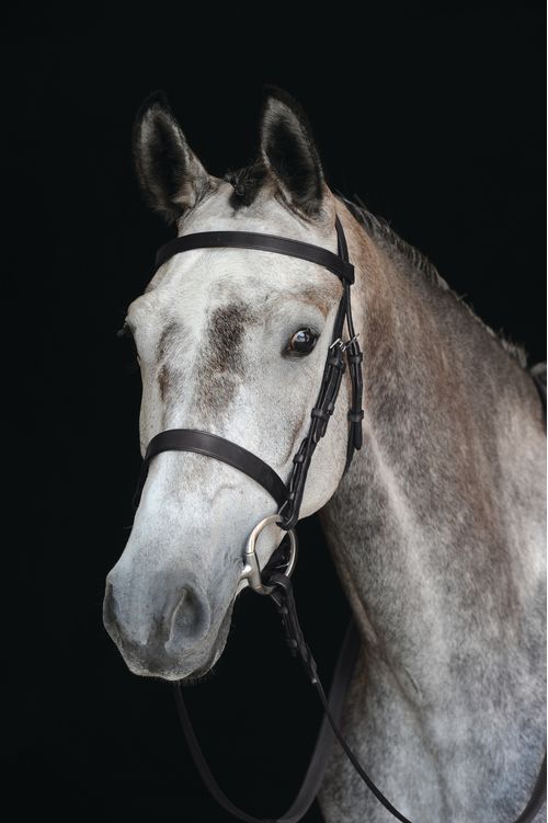 Collegiate Hunt Cavesson Bridle IV - Brown