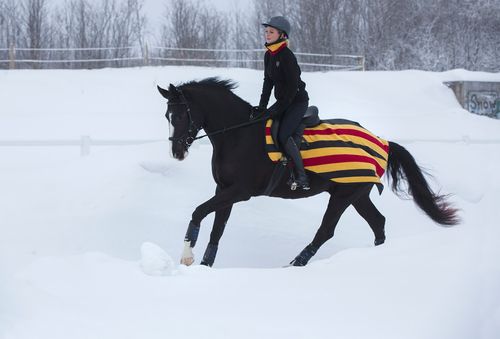 Rambo Fleece Competition Sheet - Witney Gold