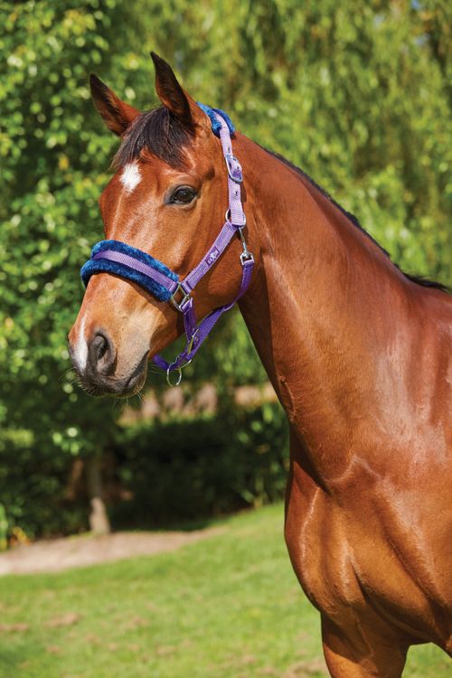 Saxon Element Fleece Headcollar - Purple/Navy