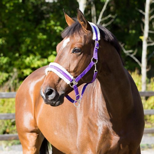 Horze Howard Halter - Purple