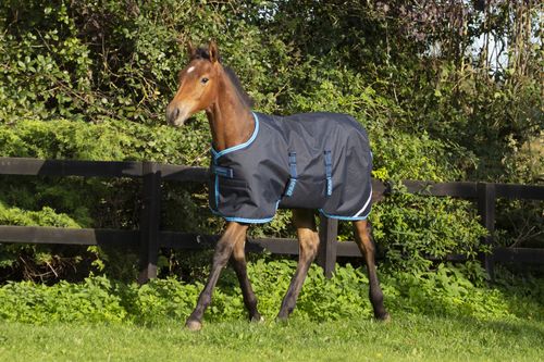 Amigo Foal Ripstock Turnout 200g - Navy/Electric Blue/Navy