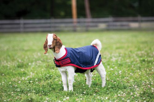 Horseware Goat Rug 100g - Navy/Red