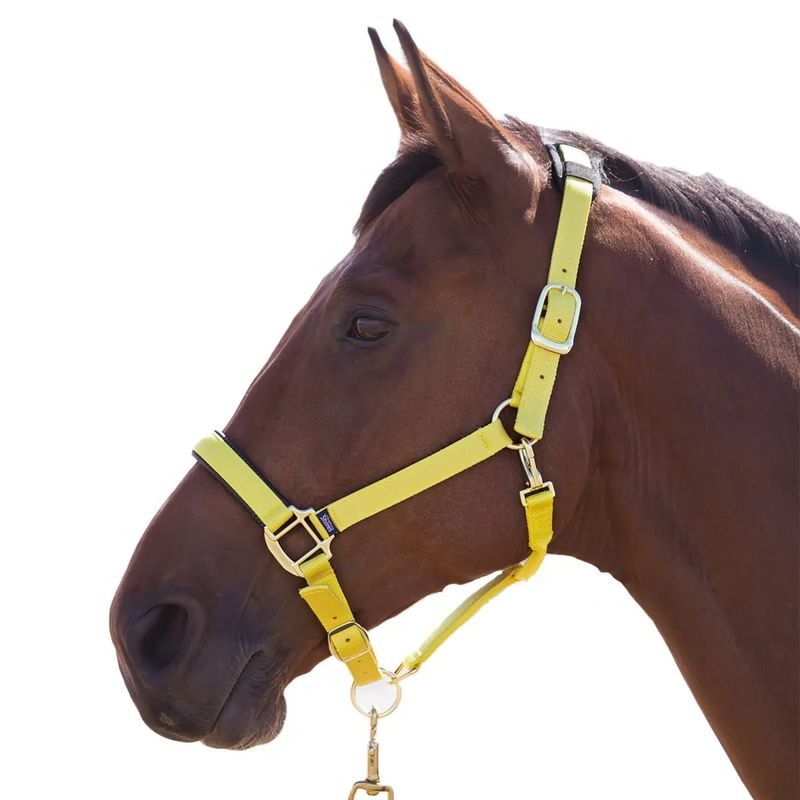 Yellow Horse Halter - USA Made