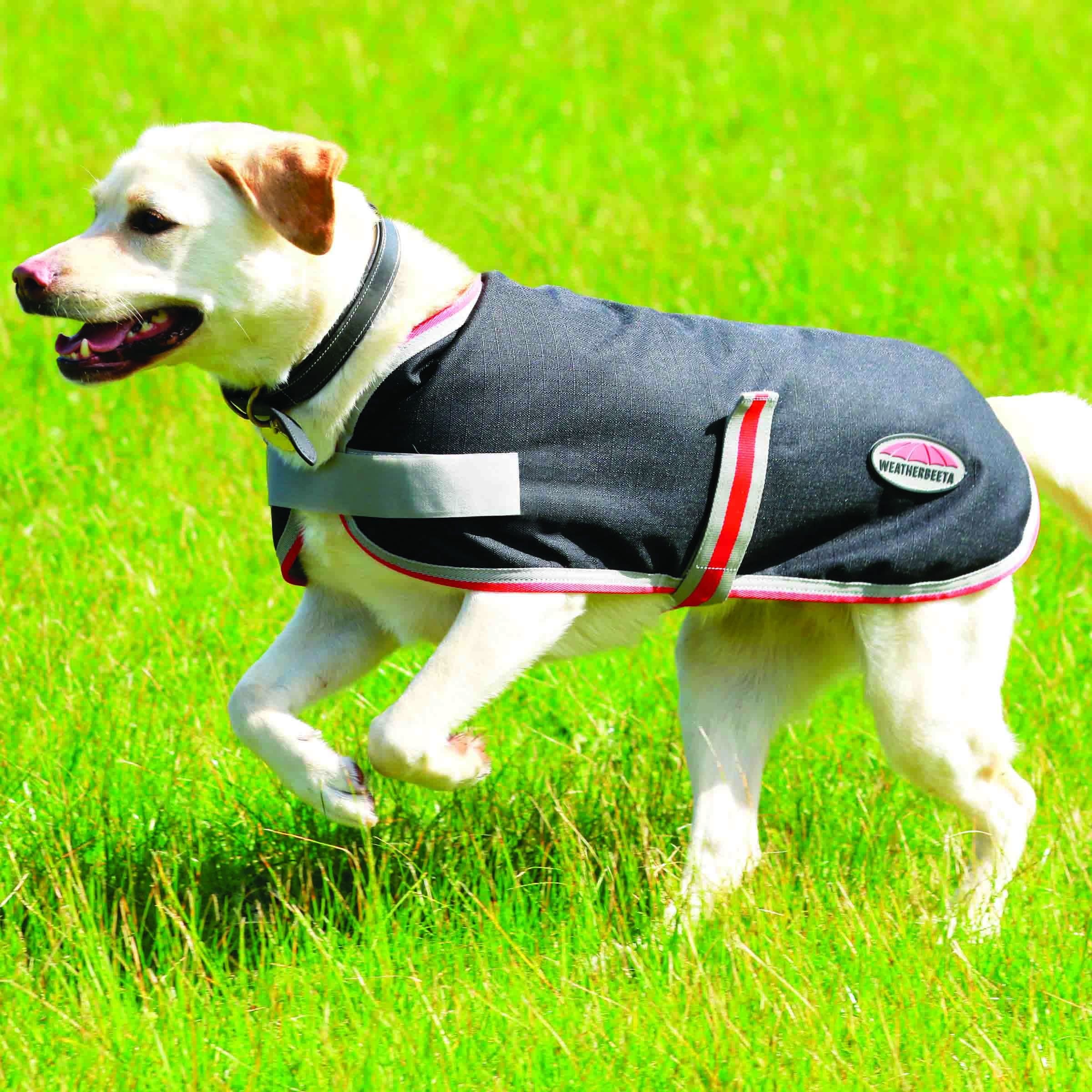 Therapy shop dog coat