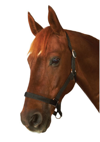 Roma Everyday Headcollar - Black