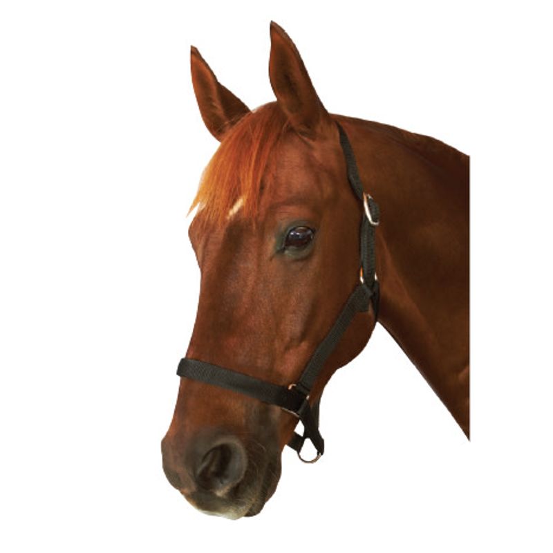 Roma headcollar sale