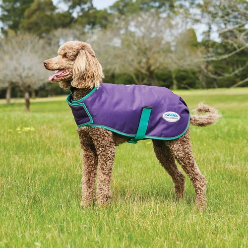 Weatherbeeta Comfitec Premier Free Parka Deluxe  Medium Weight Dog Coat - Purple/Green