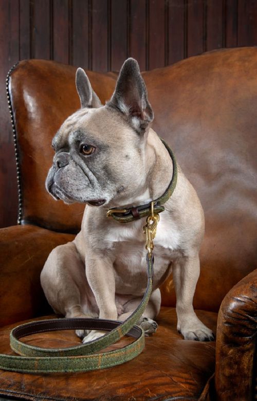 Digby & Fox Tweed Dog Lead - Red/Yellow/Blue