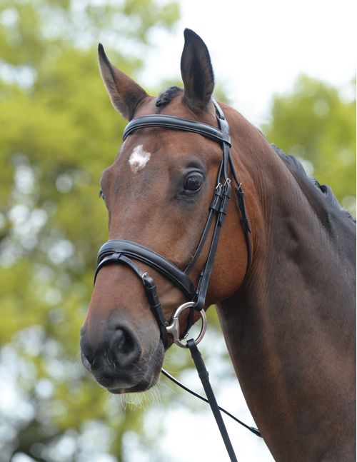 Kincade Padded Headpiece Flash Bridle - Black
