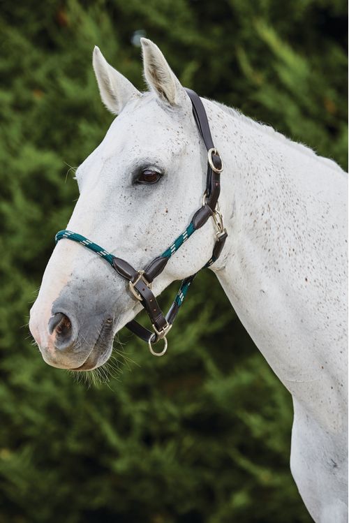 Kincade Leather Rope Headcollar - Hunter