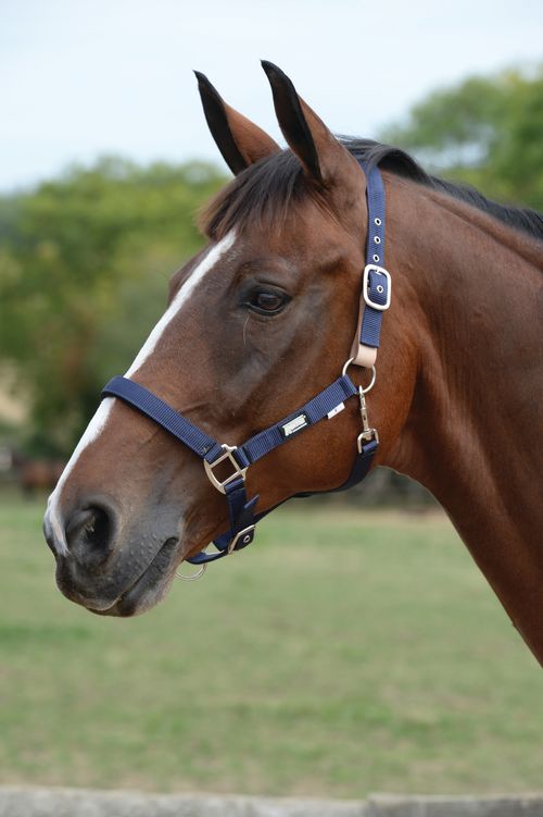 Roma Breakaway Halter II - Navy