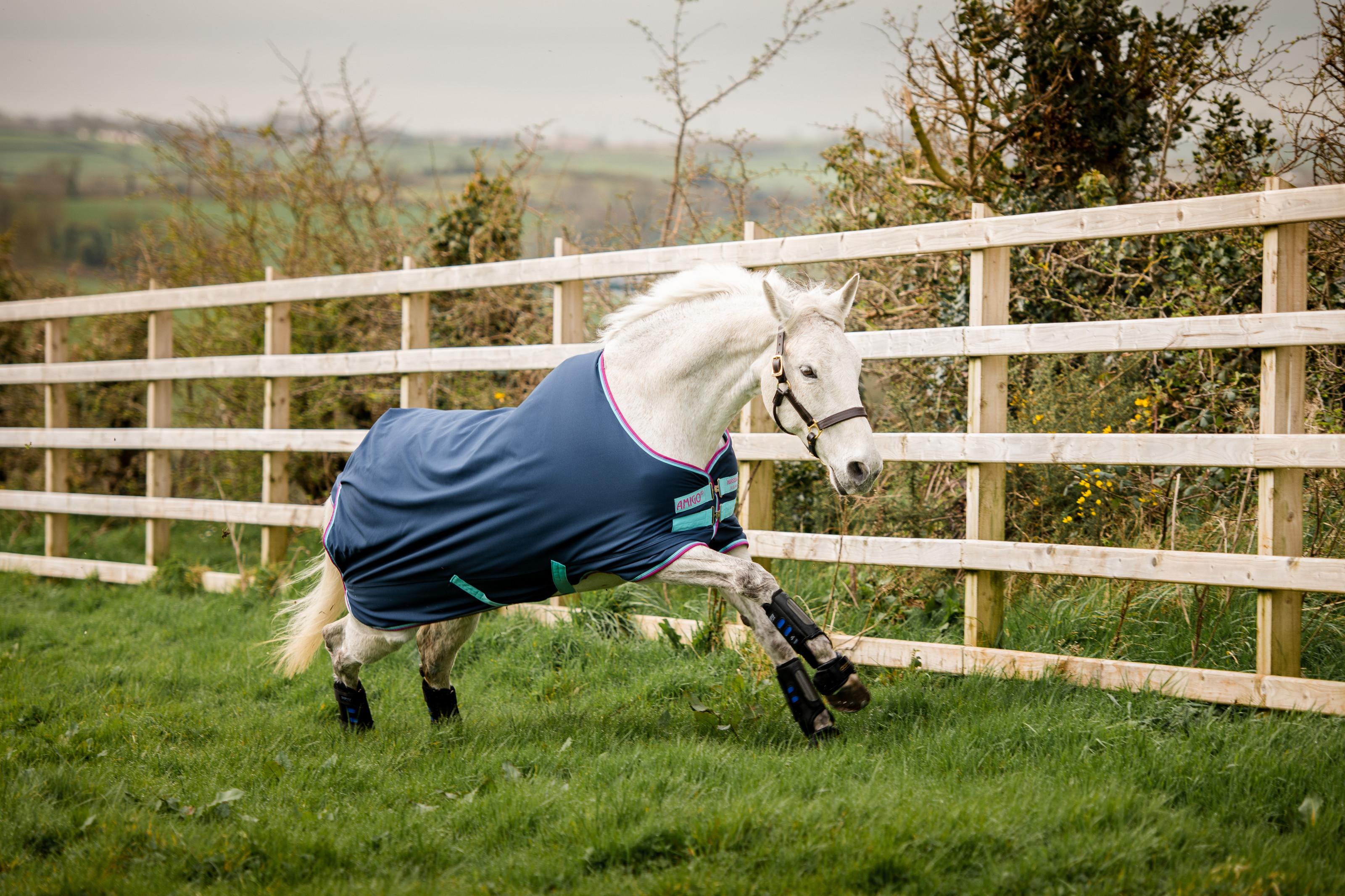 Save up to 75% off Top Equestrian Brands - Tack of the Day Save up to 75% off Top Equestrian Brands - Tack of the Day