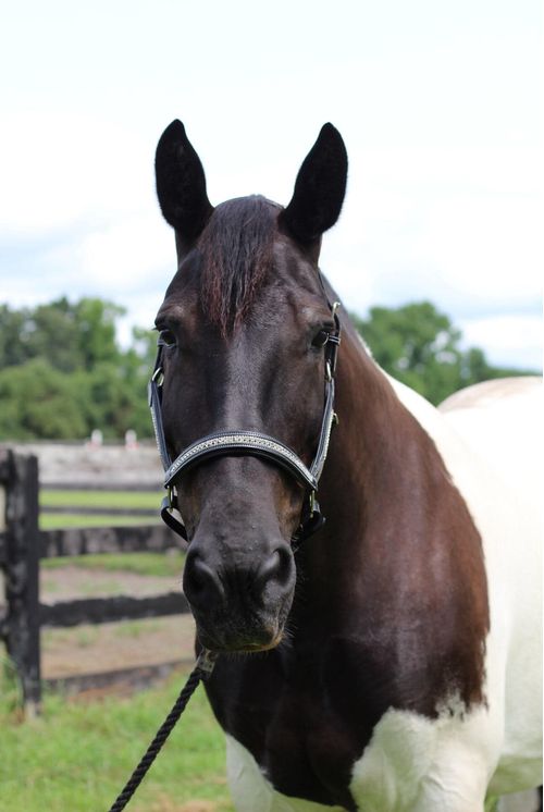Henri de Rivel Padded Jewel Halter - Black/Silver Crystal