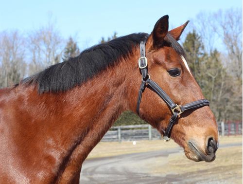 Henri de Rivel Kushy Halter - Havana