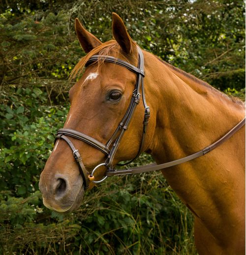 Henri de Rivel Pro Mono Crown Bridle w/Flash and Rubber Reins - Havana